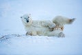 Closeup shot of a polar bear lying on the snow in Wapusk National Park, Canada Royalty Free Stock Photo