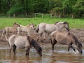 Closeup shot of Polish Koniks drinking water in Munsterland, Germany Royalty Free Stock Photo