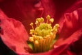 Closeup shot of the pollens of a beautiful red flower captured in a garden Royalty Free Stock Photo