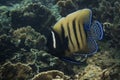 Closeup shot of a pomacanthus sexstriatus fish swimming in deep blue sea over reef coral Royalty Free Stock Photo