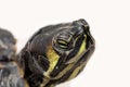 Closeup shot of a Pond slider isolated on a white background Royalty Free Stock Photo