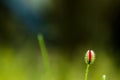 Closeup shot of a poppy cocoon on blurry background Royalty Free Stock Photo