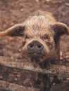 Closeup shot of a portrait of a grumpy looking pig