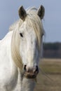 Closeup shot of the portrait of a white horse in a blurred background. Royalty Free Stock Photo