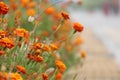 Closeup shot of pot marigolds growing from the side with selective focus Royalty Free Stock Photo