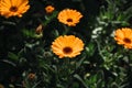 Closeup shot of pot marigolds surrounded by greenery in a field under the sunlight Royalty Free Stock Photo