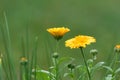 Closeup shot of pot marigolds (Calendula officinalis) in the field Royalty Free Stock Photo