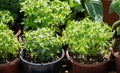 Closeup shot of potted bright green plants