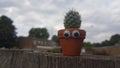 Closeup shot of a potted cactus with funny googly eyes