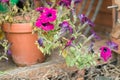 Closeup shot of potted pink Geranium flowers in a garden shed Royalty Free Stock Photo