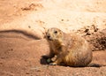 Closeup shot of a prairie dog at daytime in Arizona, USA Royalty Free Stock Photo