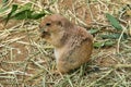 Closeup shot of a prairie dog eating grass outdoors during daylight Royalty Free Stock Photo