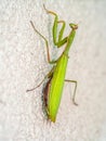 Praying mantis on a white wall Royalty Free Stock Photo
