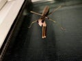 Closeup shot of a praying mantis with dark eyes on a screen door