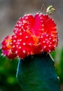 Closeup shot of a praying mantis at the top of a cactus plant with a blurred background Royalty Free Stock Photo