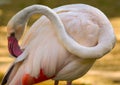 Closeup shot of a preening flamingo Royalty Free Stock Photo