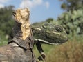 Closeup shot of a profile of a Mediterranean chameleon sitting on a branch in Malta Royalty Free Stock Photo