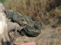 Closeup shot of a profile of a Mediterranean chameleon sitting on a branch in Malta