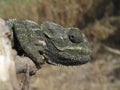 Closeup shot of a profile of a Mediterranean chameleon sitting on a branch in Malta