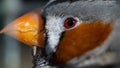 Closeup shot of a profile of a multicolor bird with a small yellow beak Royalty Free Stock Photo