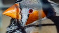 Closeup shot of a profile of a multicolor bird with a small yellow beak Royalty Free Stock Photo