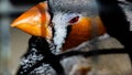 Closeup shot of a profile of a multicolor bird with a small yellow beak Royalty Free Stock Photo