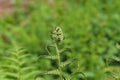 Closeup shot of Pteridium aquilinum fern, inhibited common fern, also known as eagle fern