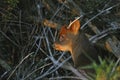 Closeup shot of Pudu deer in a forest Royalty Free Stock Photo