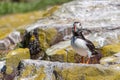 Closeup shot of puffin returning from a successful fishing trip with a beak full of sandals