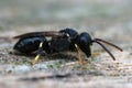 Closeup shot of a punctate spatulate-masked bee, Hylaeus punctatus on a piece of wood