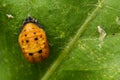 Closeup shot of a pupa of ladybug harmonia on a green leaf Royalty Free Stock Photo