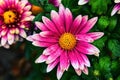 Closeup shot of a puprle and white Chrysanthemum and its leaves on an isolated background