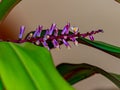 Closeup shot of a purple Aechmea flower