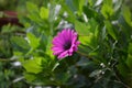 Closeup shot of a purple African daisy surrounded by green leaves Royalty Free Stock Photo