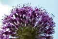 Closeup shot of a purple allium flower head on light blue background Royalty Free Stock Photo