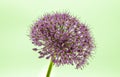 Closeup shot of a purple allium flower head on light blue background Royalty Free Stock Photo