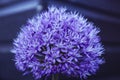 Closeup shot of a purple allium flower head on light blue background Royalty Free Stock Photo