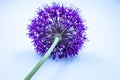 Closeup shot of a purple allium flower head on light blue background Royalty Free Stock Photo