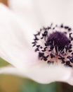 Closeup shot of purple anenome flower in a garden Royalty Free Stock Photo