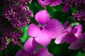 Closeup shot of purple annual honesty flowers.