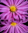 Closeup shot purple aster flower reflection on a mirror isolated on a dark background