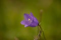 Closeup shot of a purple bell flower on a blurred background Royalty Free Stock Photo