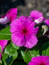 Closeup shot of a purple Catharanthus flower