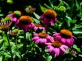 Closeup shot of Purple Coneflowers blooming in a garden