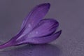 Closeup shot of a purple crocus flower covered in water droplets Royalty Free Stock Photo