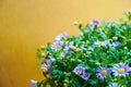 Closeup shot of purple daisies growing. A bunch of purple daisies flowers. Beautiful flowering bush of Osteospermum. The magenta- Royalty Free Stock Photo