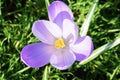 Closeup shot of a purple flower with a blurred background Royalty Free Stock Photo