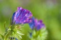 Closeup shot of a purple flower with a blurred background Royalty Free Stock Photo