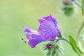 Closeup shot of a purple flower with a blurred background Royalty Free Stock Photo