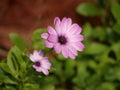 Closeup shot of a purple flower called Osteospermum commonly known as daisy bushes